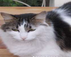 She also had a cute cat in her home whom she had named Orea Gaynor. The cat passed away in November 2020.